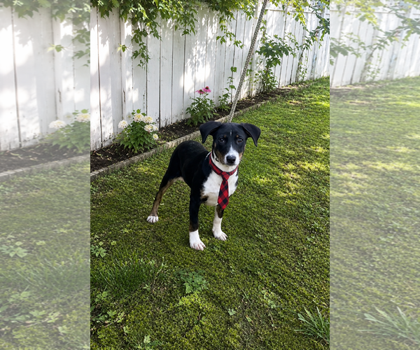 Medium Photo #1 Borador Puppy For Sale in Mt. Laurel, NJ, USA