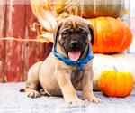 Puppy Barney Mastiff