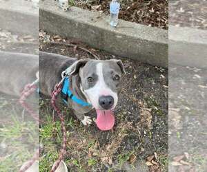 Gabriel - profesional couch companion - Male American Pit Bull Terrier-Unknown Mix Dog for Adoption - Photo #3