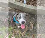 Small #2 American Pit Bull Terrier Mix