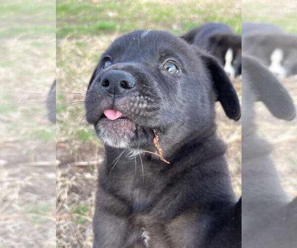 Medium Photo #2 Labrador Retriever-Unknown Mix Puppy For Sale in Claremore, OK, USA