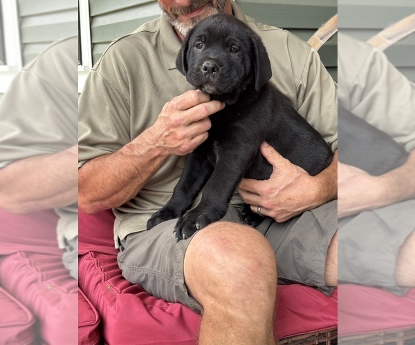 Medium Photo #7 Rotticorso Puppy For Sale in REEVESVILLE, SC, USA