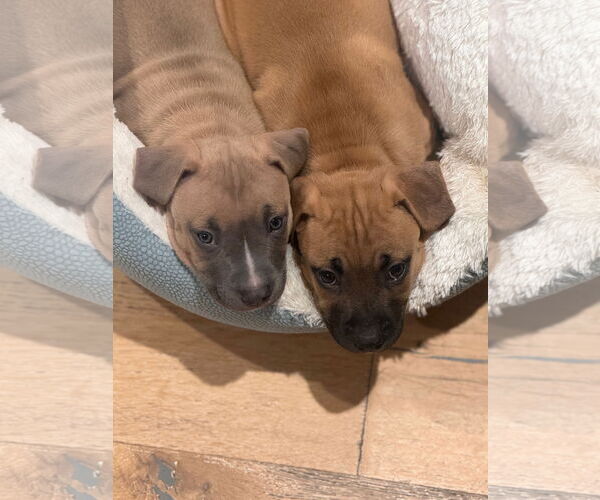 Medium Photo #4 Mutt Puppy For Sale in Philadelphia, PA, USA