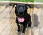 Small #1 Labrador Retriever Mix