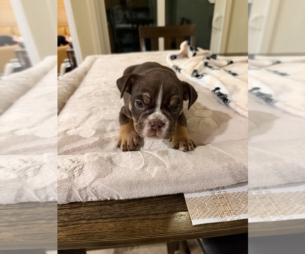Medium Photo #6 Bulldog Puppy For Sale in LAS VEGAS, NV, USA