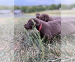 Small Photo #5 Labrador Retriever Puppy For Sale in BRIDGEWATER, VA, USA
