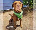 Small #1 American Staffordshire Terrier Mix