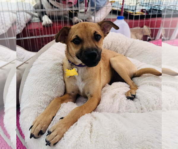 Medium Photo #7 Chihuahua-Unknown Mix Puppy For Sale in Marina Del Rey, CA, USA