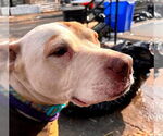 Small #14 Mutt