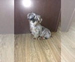 Small Photo #15 Poodle (Toy)-Yorkshire Terrier Mix Puppy For Sale in LAPEER, MI, USA