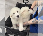 Small #2 Great Pyrenees