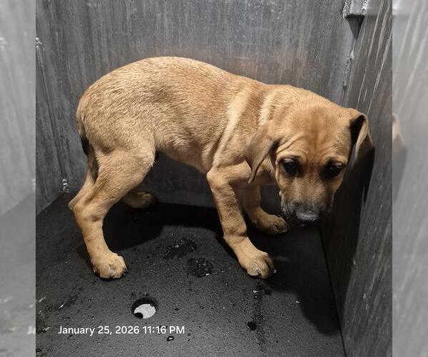 Medium Photo #1 Labrador Retriever-Unknown Mix Puppy For Sale in San Antonio, TX, USA