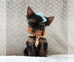 Small Photo #2 Yorkshire Terrier Puppy For Sale in BIRD IN HAND, PA, USA