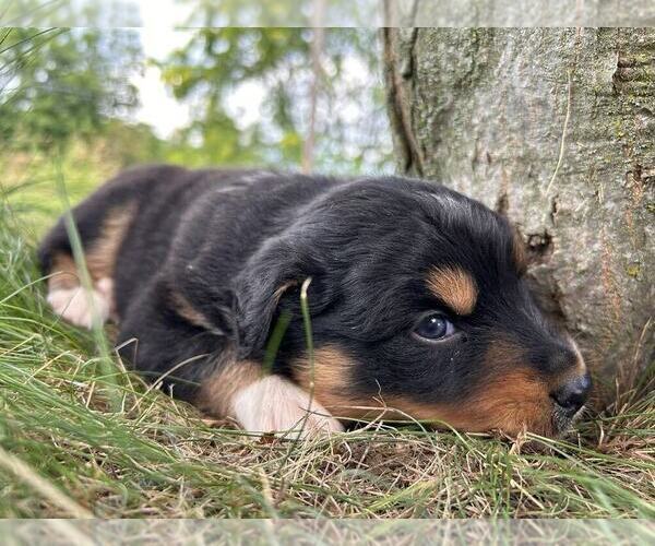 Medium Photo #5 Australian Shepherd Puppy For Sale in JEROMESVILLE, OH, USA