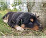 Small #4 Australian Shepherd