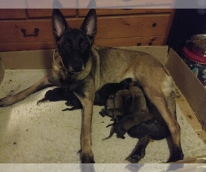 Belgian Malinois Puppy for sale in GRAYLING, MI, USA