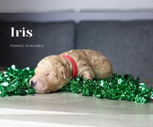 Goldendoodle Puppy for sale in GR, MI, USA