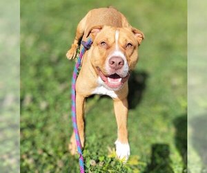 American Pit Bull Terrier-Chinese Shar-Pei Mix Dogs for adoption in Sacramento, CA, USA