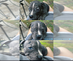 Small #2 American Bully