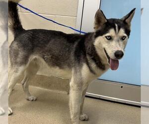 Siberian Husky-Unknown Mix Dogs for adoption in Grand Prairie, TX, USA