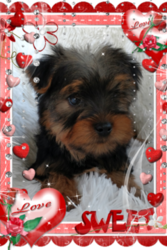Yorkshire Terrier Puppy for sale in DOUGLAS, GA, USA