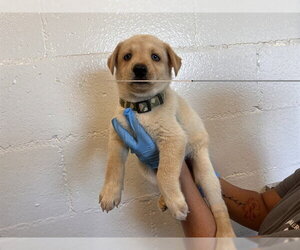 German Shepherd Dog-Unknown Mix Dogs for adoption in Corona, CA, USA