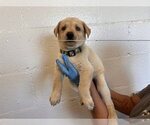 Small German Shepherd Dog Mix