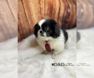 Medium Pekingese