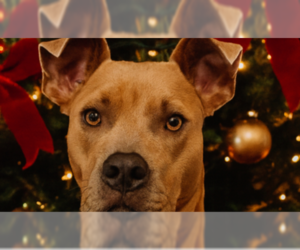 Mutt Dogs for adoption in Evansville, IN, USA