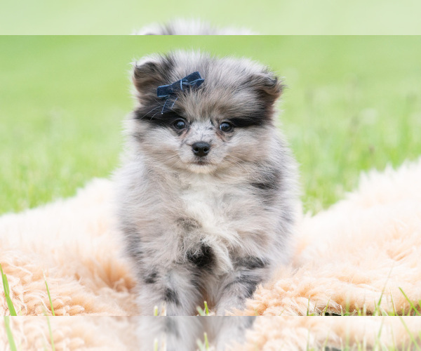 Medium Photo #32 Pomeranian Puppy For Sale in WARSAW, IN, USA