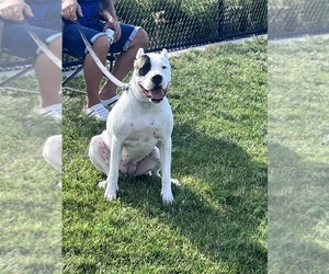 Mother of the Dogo Argentino puppies born on 08/14/2025