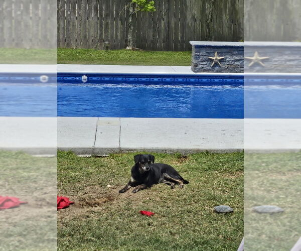 Medium Photo #4 Dachshund-Unknown Mix Puppy For Sale in Abbeville, LA, USA