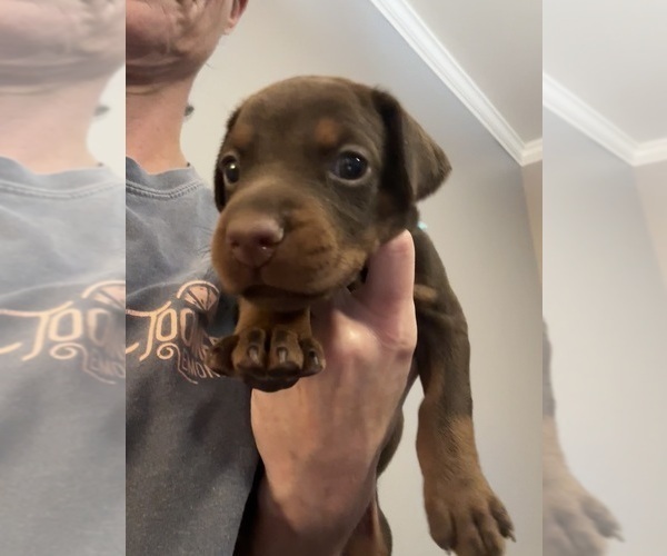 Medium Photo #1 Doberman Pinscher Puppy For Sale in MACOMB TOWNSHIP, MI, USA