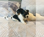 Small Biewer Terrier