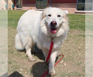 Great Pyrenees Dogs for adoption in San Antonio, TX, USA