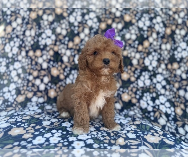 Medium Photo #8 Cavapoo (Miniature) Puppy For Sale in LAKELAND, FL, USA