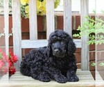 Small #5 Poodle (Standard)