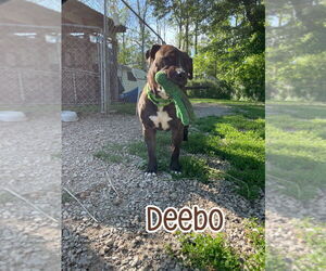 Deebo - Male American Staffordshire Terrier-Mastiff Mix Dog for Adoption - Photo #4