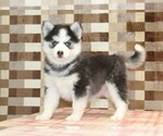 Small #1 Pomsky