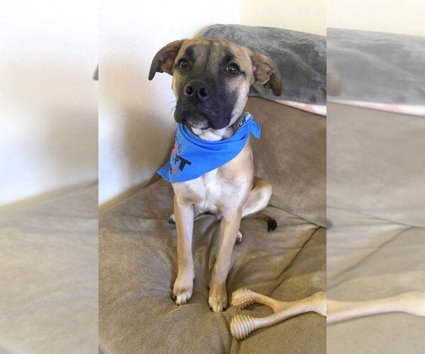 Medium Photo #4 Boxer-Unknown Mix Puppy For Sale in Springdale, PA, USA