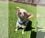 Small #1 Chihuahua
