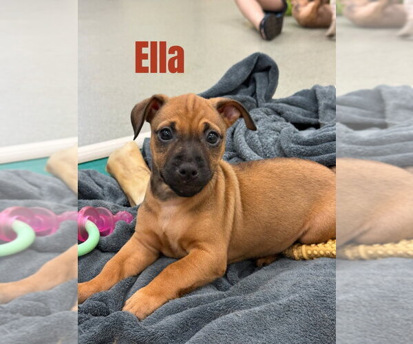 Medium Photo #1 Mutt Puppy For Sale in South Bend, IN, USA