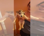 Small Photo #5 Siberian Husky Puppy For Sale in MESA, AZ, USA