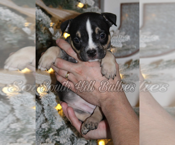 Medium Photo #1 American Bully Puppy For Sale in PUYALLUP, WA, USA