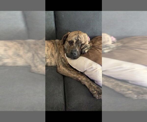 Medium Photo #3 Mastiff-Unknown Mix Puppy For Sale in Foristell, MO, USA