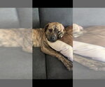Small #2 Mastiff Mix