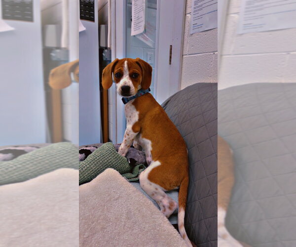 Medium Photo #3 Beagle-Unknown Mix Puppy For Sale in Muskegon, MI, USA