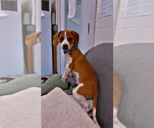 Josie - Female Beagle-Unknown Mix Dog for Adoption - Photo #3