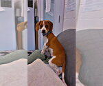 Small Photo #3 Beagle-Unknown Mix Puppy For Sale in Muskegon, MI, USA
