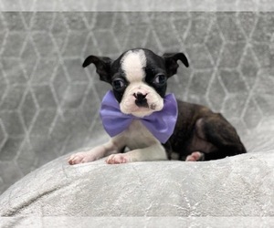 Boston Terrier Puppy for sale in LAKELAND, FL, USA